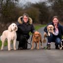 George's Pet Pals: a family-run dog walking and pet care business in Wetherby. Claire Pearson runs the business with her daughter Hannah. Picture take by Yorkshire Post Photographer Simon Hulme 26th February 2026
 

