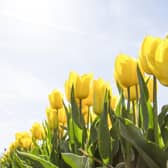 Vitamin D deficiencies can lead to rickets, bone pain and disabilities.