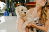 Pets at Home is opening a new veterinary practice in north Sheffield later this month (Photo: Pexels)