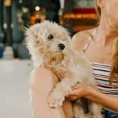 Pets at Home is opening a new veterinary practice in north Sheffield later this month (Photo: Pexels)