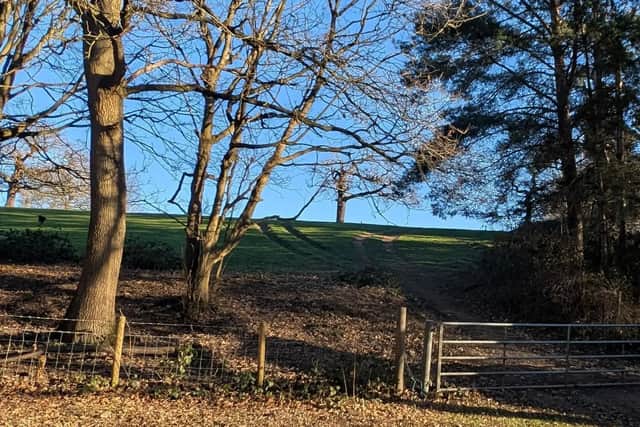 Fox Covert and Millennium Wood
