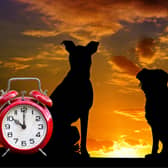 It's not just humans that feel the effect of the clocks as we advance this weekend - so how does daylight savings time starting affect your beloved dog?