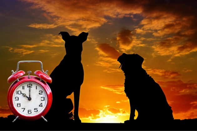 It's not just humans that feel the effect of the clocks as we advance this weekend - so how does daylight savings time starting affect your beloved dog?