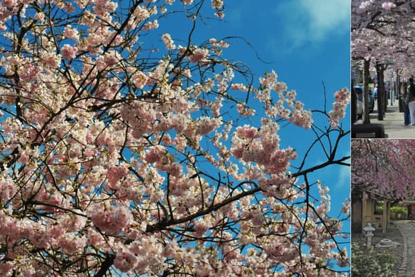 The long-awaited arrival of spring has officially reached Leeds, as the city’s cherry blossom trees burst into bloom this weekend.
