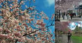 The long-awaited arrival of spring has officially reached Leeds, as the city’s cherry blossom trees burst into bloom this weekend.