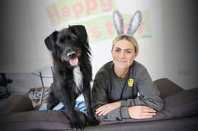 Bobby is a very handsome two year old Malinois Spaniel Crossbreed who is  now ready to take the big step and find his forever home. 