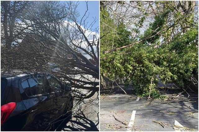 Fallen trees on Sholebroke Terrace and North Hill Road.