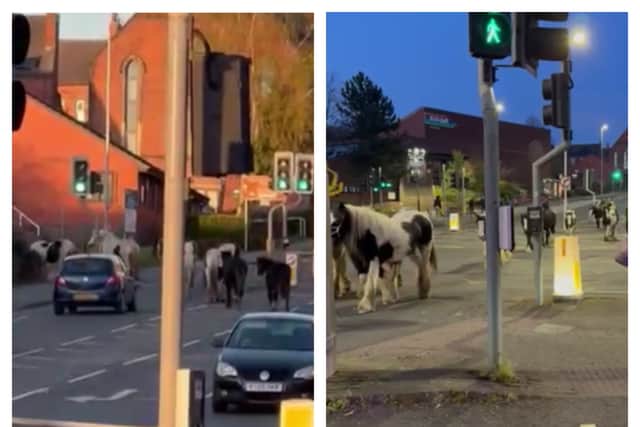 The horses were seen roaming through Kirkstall before being escorted home by police on Monday evening.
