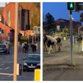 The horses were seen roaming through Kirkstall before being escorted home by police on Monday evening.