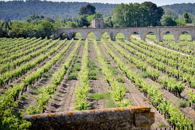 The hotel is surrounded by stunning vineyards