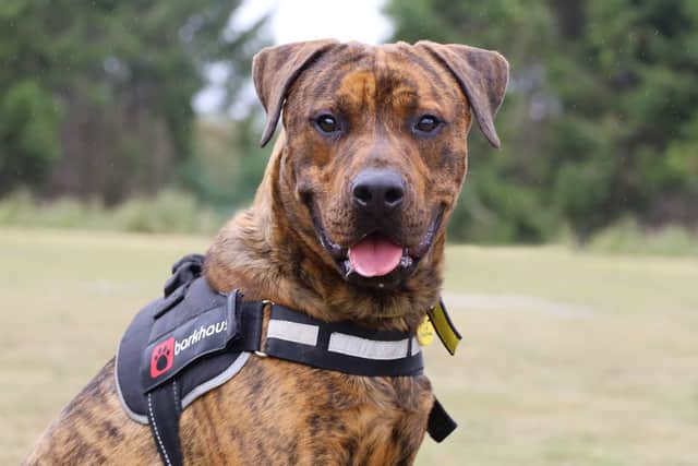 Rottweiler Mastiff crossbreed George found his forever home in September 2025.