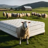 Even the flock knows a dream mattress when they see one