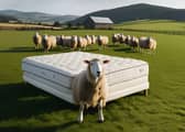 Even the flock knows a dream mattress when they see one