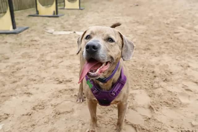 Staffy Milo has been called "one of a kind" and is known for leaning in for huge cuddles owing to his affectionate nature.