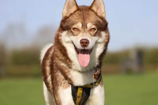 Hunter - an independent Husky looking for a peaceful new forever home.