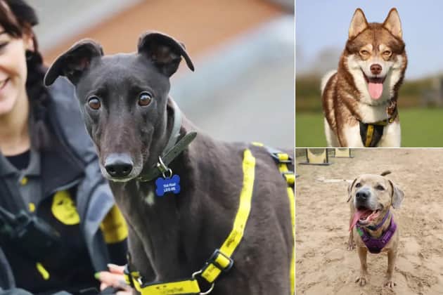 (Clockwise from left) Trout, Hunter and Milo are April's dogs of the month, looking for their forever home from Dogs Trust Leeds.