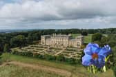 Over 40,000 bulbs are set to take over the 140-acre grounds of Harewood House for the inaugural Harewood in Bloom event this May Bank Holiday.