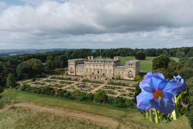 Over 40,000 bulbs are set to take over the 140-acre grounds of Harewood House for the inaugural Harewood in Bloom event this May Bank Holiday.
