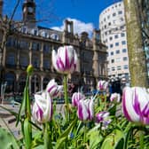 Tulips in full bloom in the warm spring weather in City Square, Leeds. 
Photograph by Tony Johnson.  21st April 2026