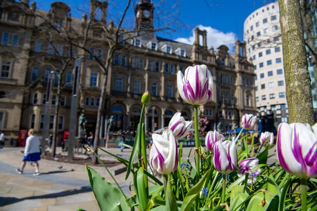 Tulips in full bloom in the warm spring weather in City Square, Leeds. 
Photograph by Tony Johnson.  21st April 2026