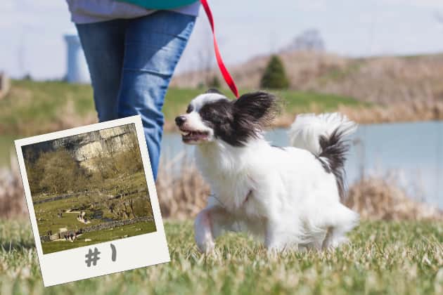 This Yorkshire village has been crowned as having the best walking trail for dogs in the UK, according to a recent study.