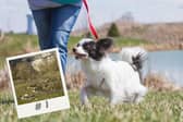 This Yorkshire village has been crowned as having the best walking trail for dogs in the UK, according to a recent study.