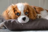 Just five fleas on an untreated pet could potentially lead to more than one million eggs entering the home within four weeks.  