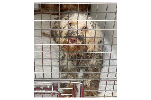 Kitty when she first arrived at Dogs Trust's rehoming centre in Leeds
