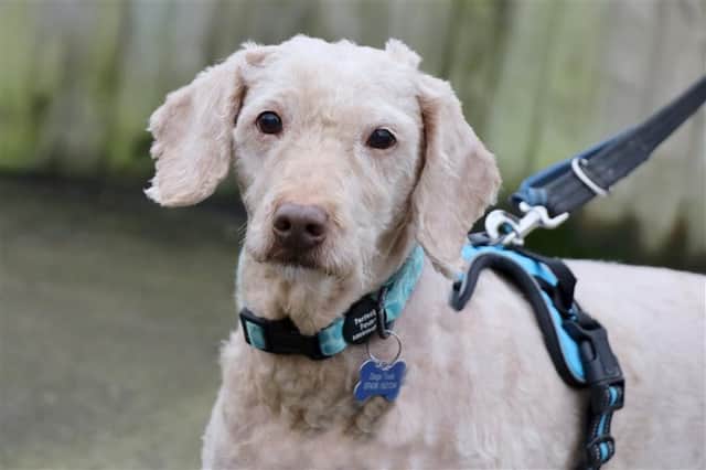Kitty was described by her new family as the "perfect dog"