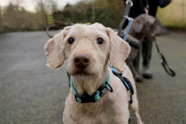 Dogs Trust Leeds say Kitty is now "showing off just what a wonderful pooch she is."