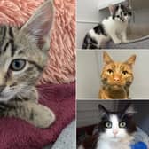 The Cats Protection Leeds Cat Centre in Gildersome is hoping to match these 13 residents with their forever families before the summer months arrive.  