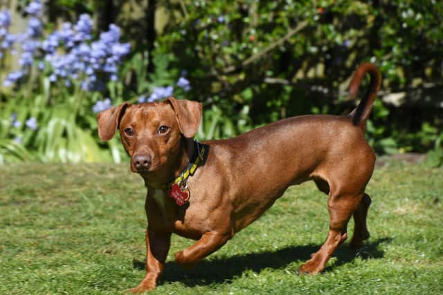 Though a little apprehensive at first, Lindy has stated that Nacho’s confidence has come in leaps and bounds.