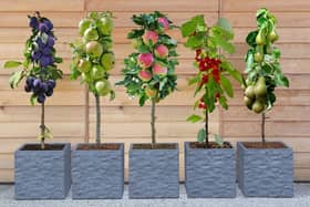 Growing your own fruit is immensely satisfying - but this deal makes it very easy, and very cheap 