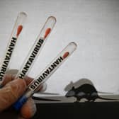 Hantavirus is typically spread to humans through contact with the droppings and urine of infected rodents.
