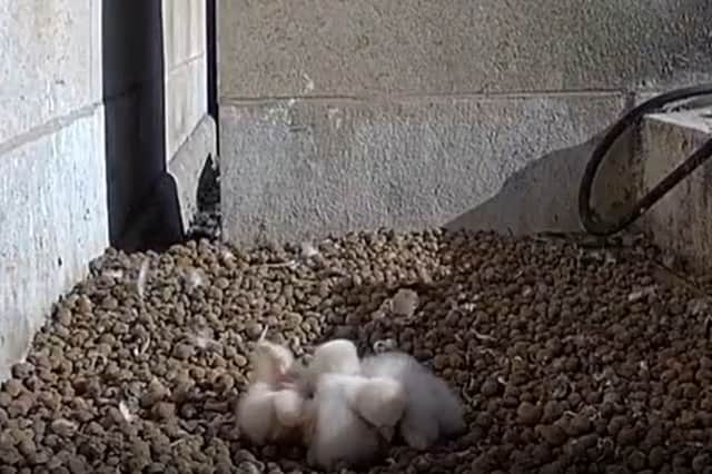 Four peregrine falcon chicks have hatched in the nest on the University of Leeds Parkinson Tower.