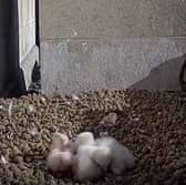 Four peregrine falcon chicks have hatched in the nest on the University of Leeds Parkinson Tower.