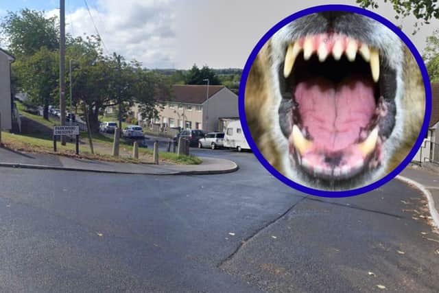 Banned mechanic hunted down by police dog after high-speed chase