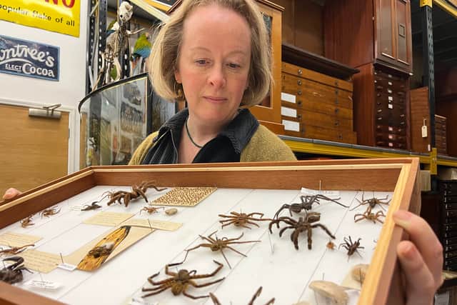 Clare cares for an extraordinary collection of around 800,000 specimens