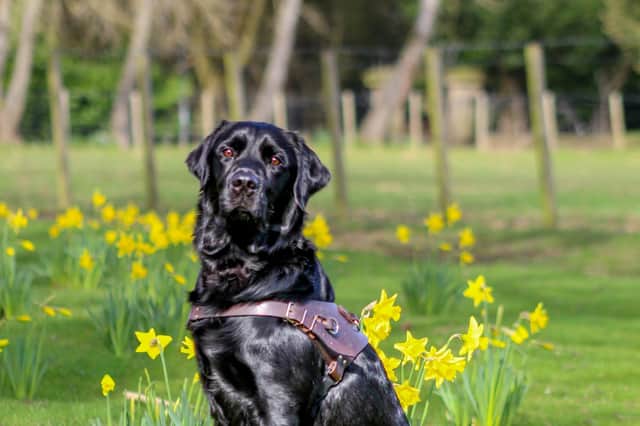 Ellis is one of 12 dogs at the Guide Dog training centre in Thorner, Leeds