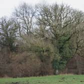 Landowners in Leeds are urged to check their trees for signs of ash dieback.