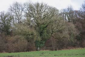 Landowners in Leeds are urged to check their trees for signs of ash dieback.