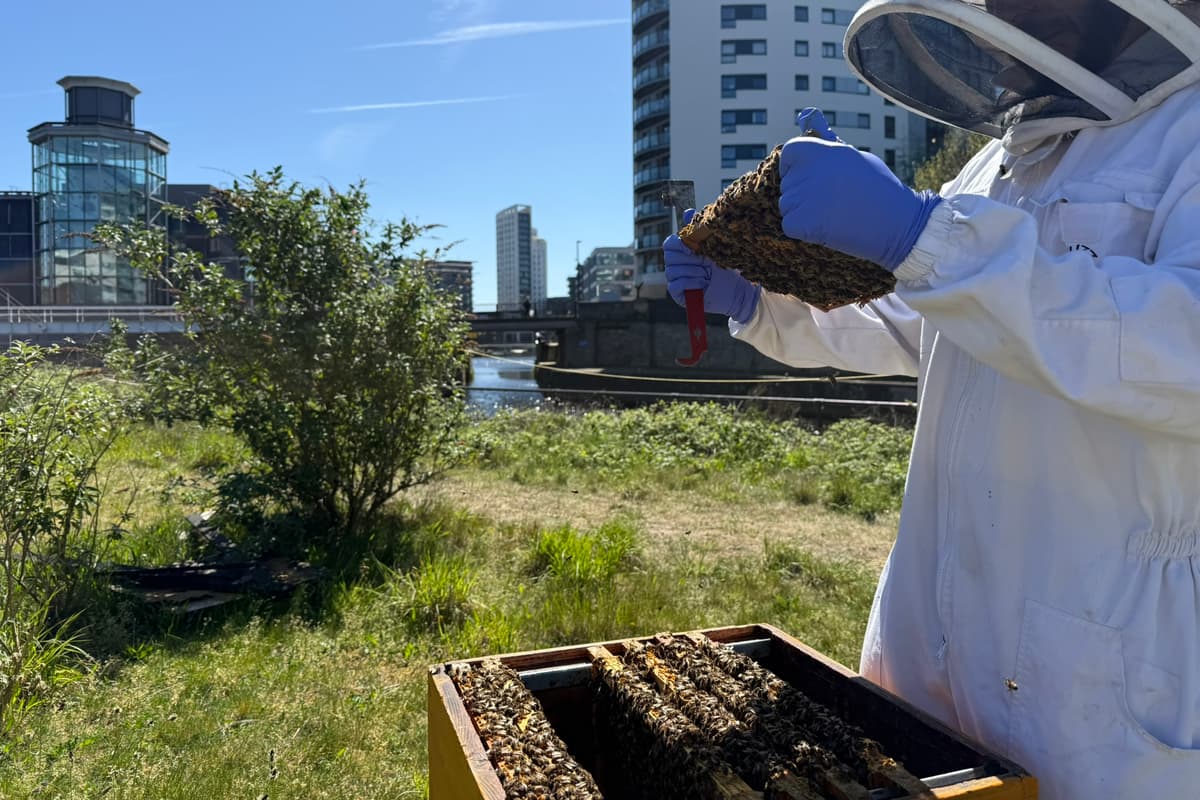 'Some people think I'm crazy': Meet the urban beekeeper creating a buzz on ...