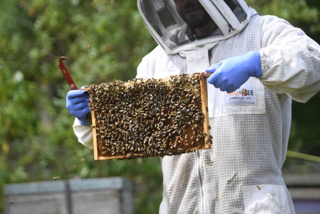Tom Szpitter the urban bee keeper who has bee hives on Fearns Island in the centre of Leeds near The Royal Armouries.