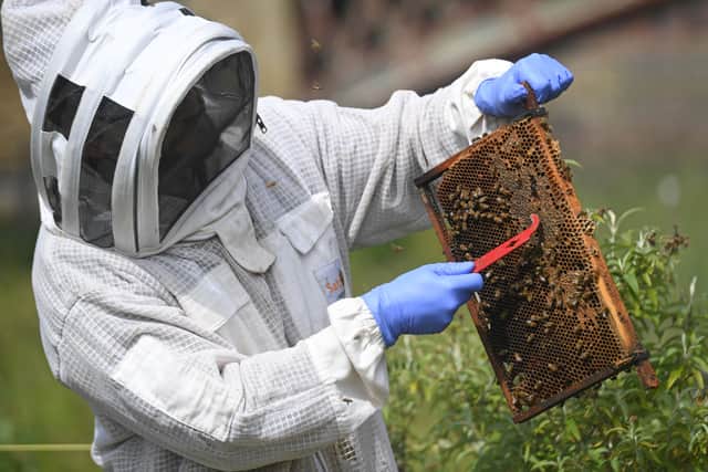 Tom Szpitter the urban bee keeper who has bee hives on Fearns Island in the centre of Leeds near The Royal Armouries.