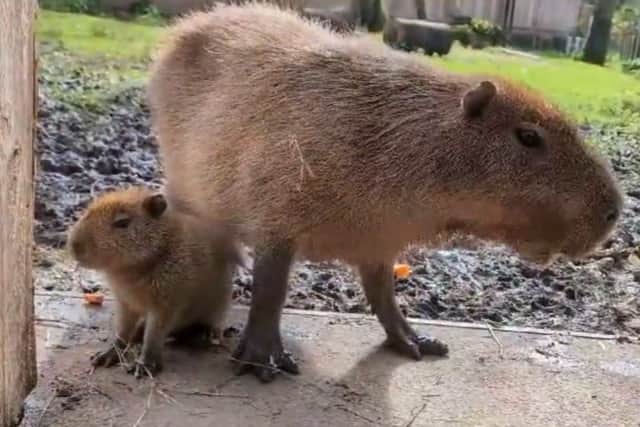 Baby capybara at Lotherton Hall