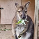 Wallabies at Lotherton Hall. 