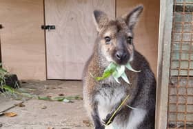 Wallabies at Lotherton Hall. 