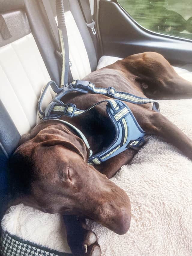 52 per cent believe it should be illegal to leave a pooch in a car on a hot day