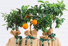 A variety of citrus trees are available on Tree2mydoor