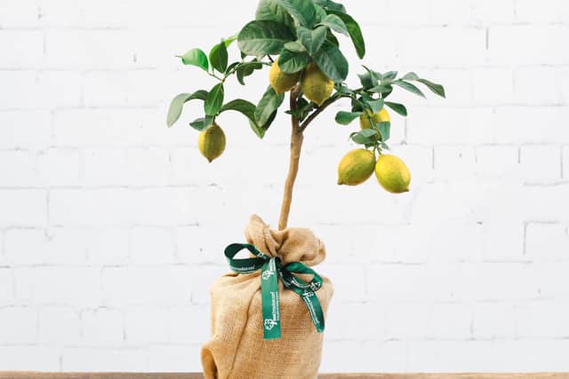 Julie's lemon tree arrived safely, and well packaged